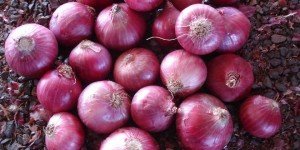 Red onion